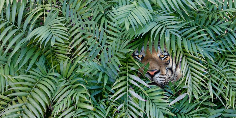 Mettez un tigre dans votre portefeuille Mettez un tigre dans votre portefeuille