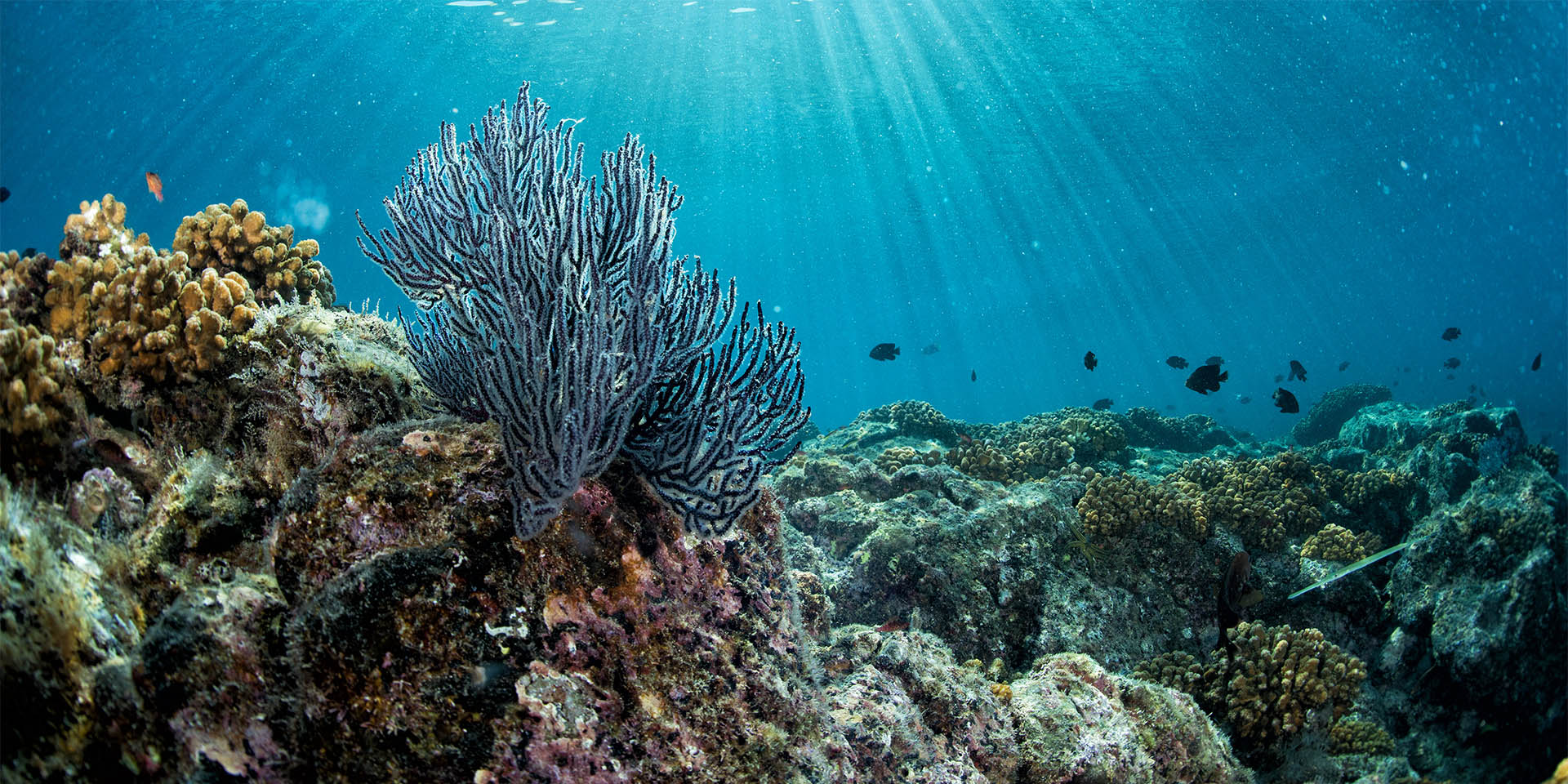 Un fonds philanthropique lancé par Deutsche Bank pour la résilience des océans