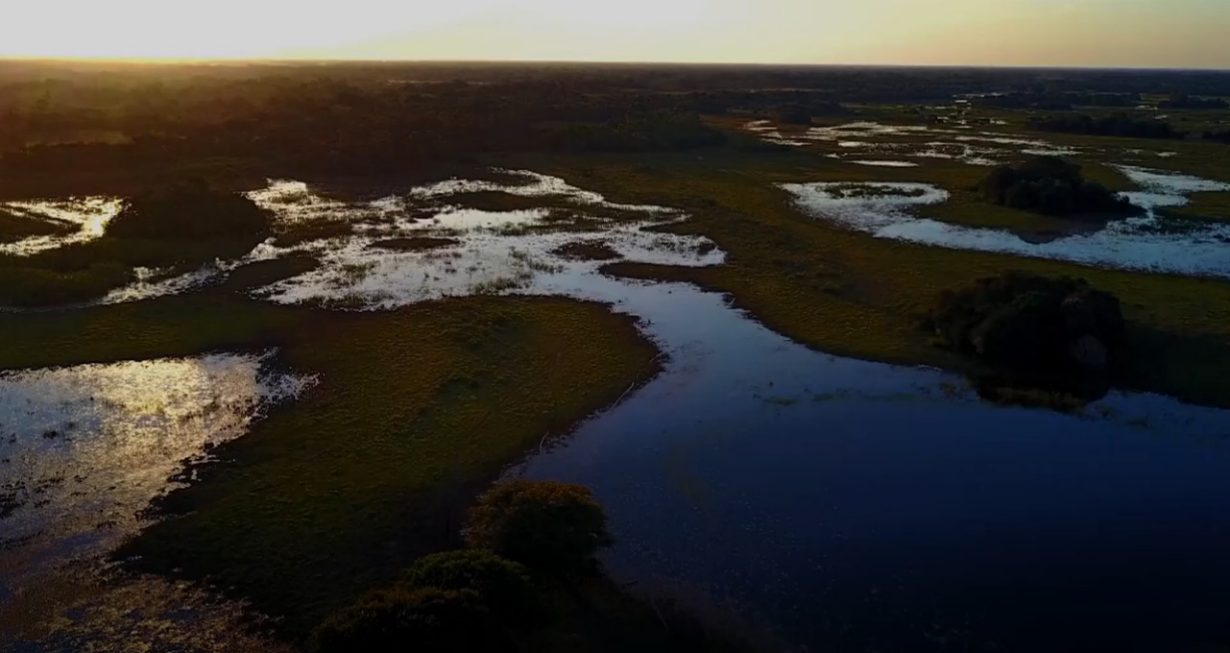 Le maintien de la biodiversité, cet autre enjeu majeur des investissements ESG