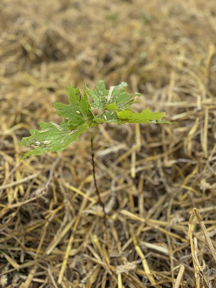 Reforest action - een boompje