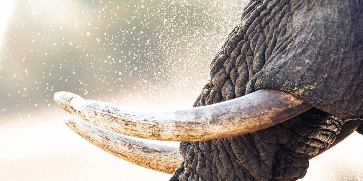 De (Indische) olifant in de kamer – Waarom beleggers India niet langer kunnen negeren