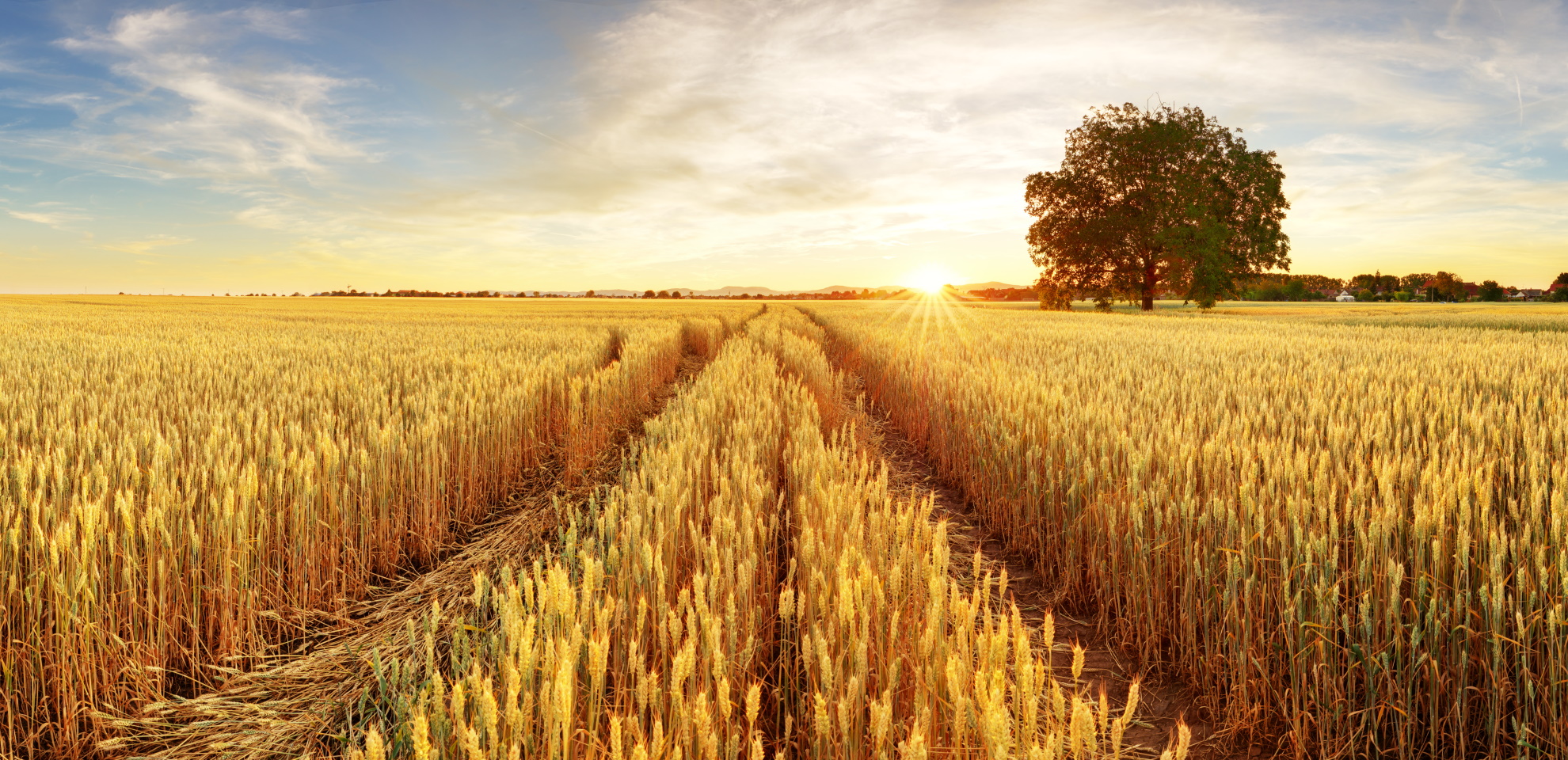 Farming for Climate: hoe gaat het met de 5 landbouwbedrijven die Deutsche Bank steunt?