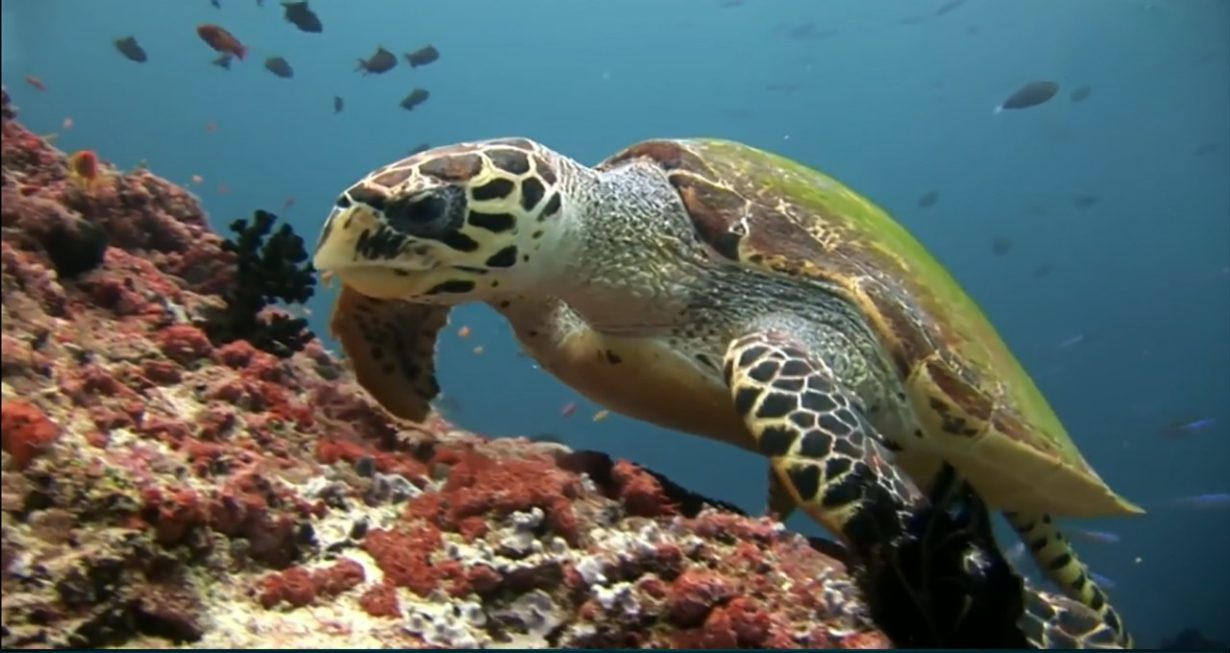Een filantropisch fonds voor de bescherming van de oceaan
